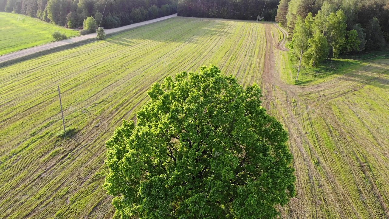 Aerial shot, flight near green oak tree in the country side field on the background, zoom out
