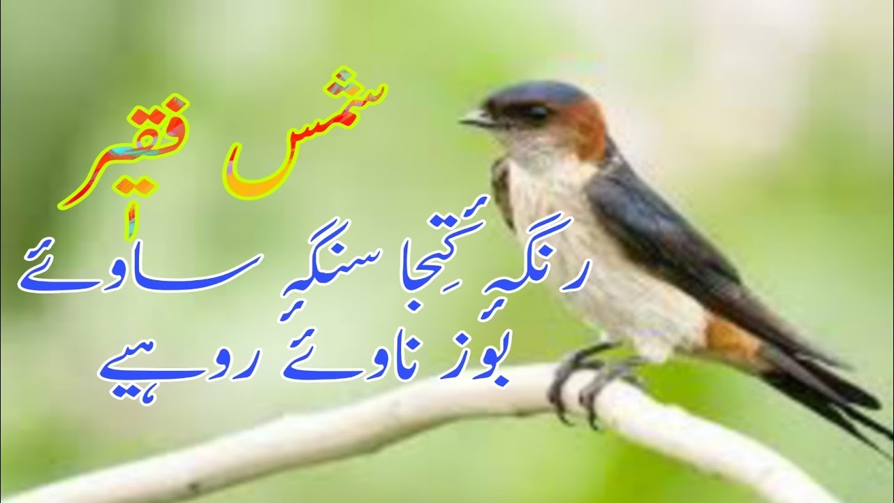 #ShamsFaqir