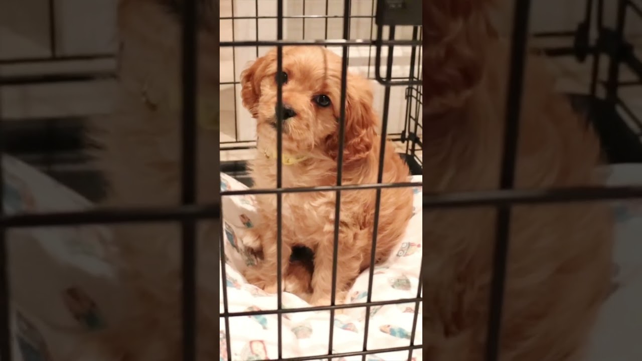 Crate size for cavapoo! 🐶 