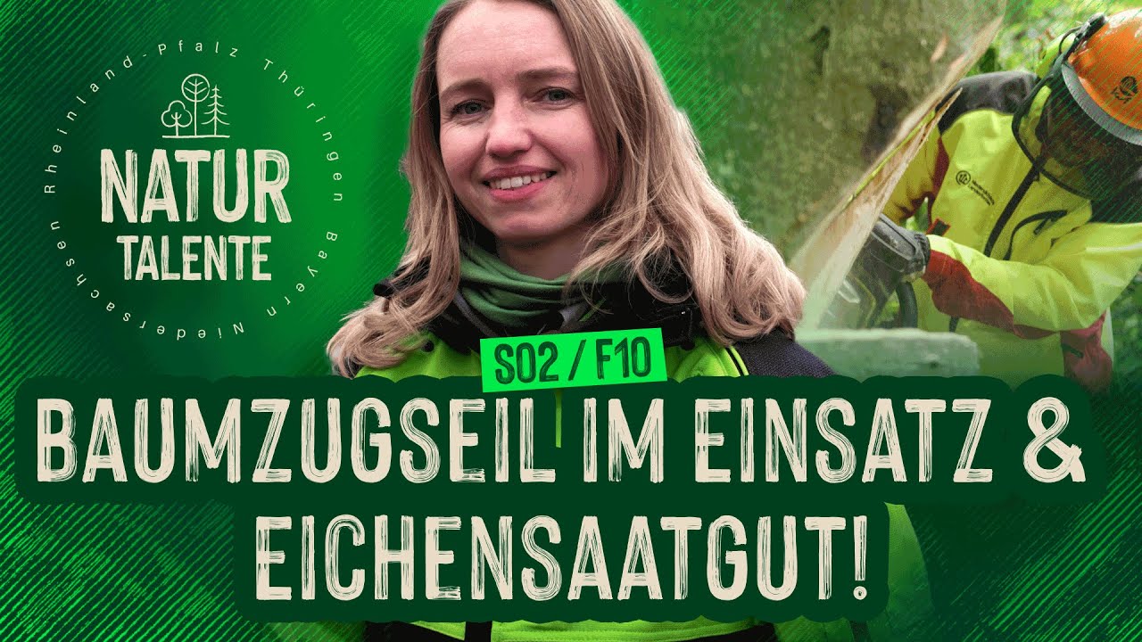 Baumzugseil & Eichensaatgut: Buchenfällung & Eichenroden Baumschule🌳