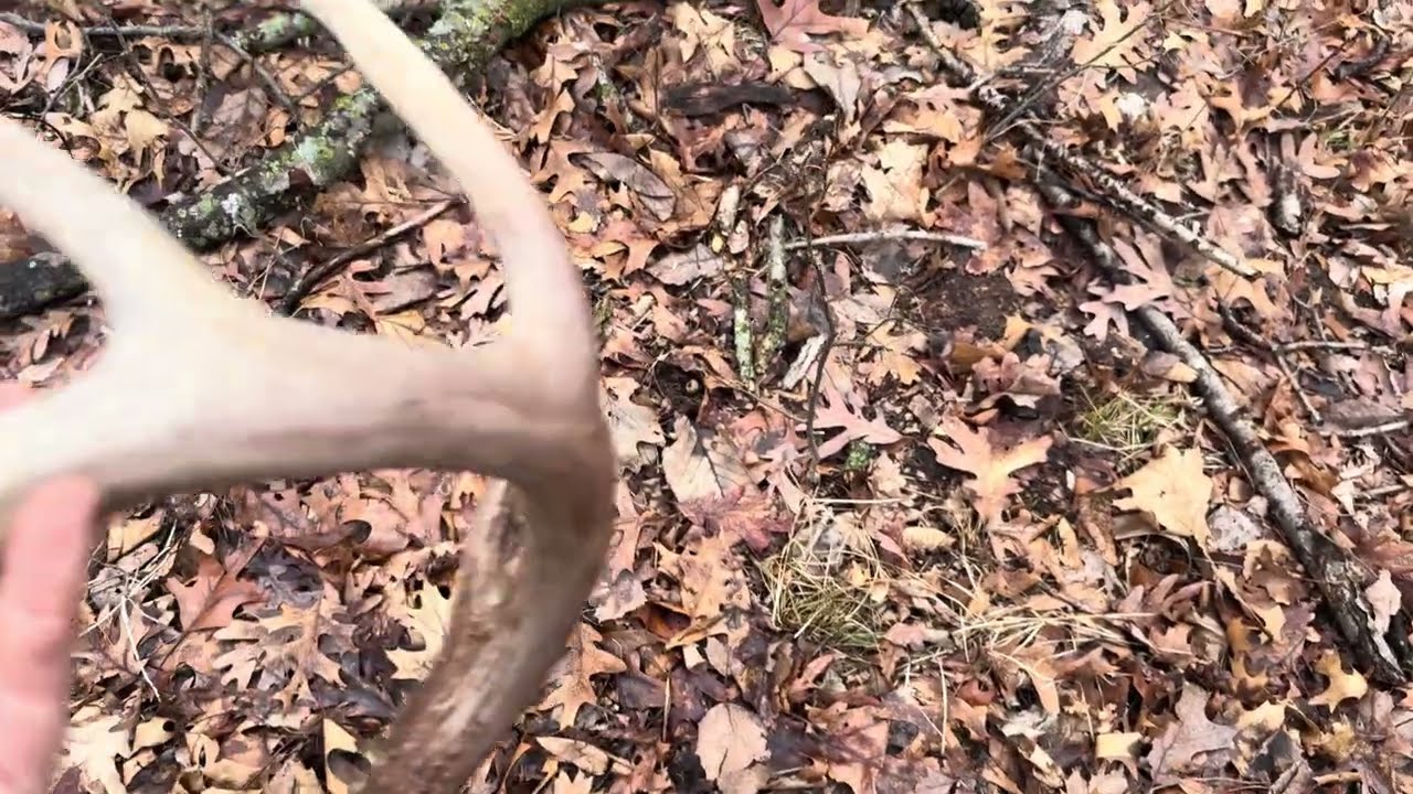 Antler shed find . Early spring woods walking in the Driftless.