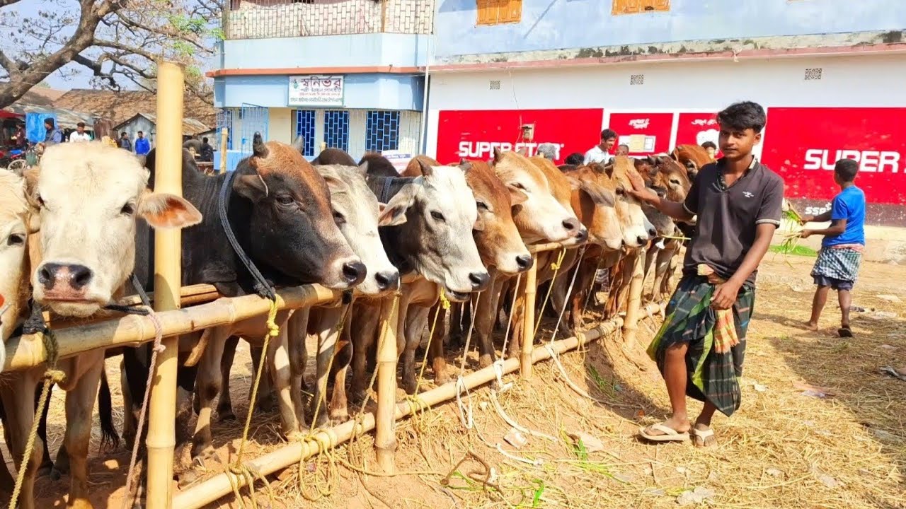 ১১/২/২৬/ ভোটের আগে ইন্ডিয়ান বর্ডার ক্রস গরুর শেষ হাট আজকের বাজার মূল্য। জানুন এই ভিডিওতে।