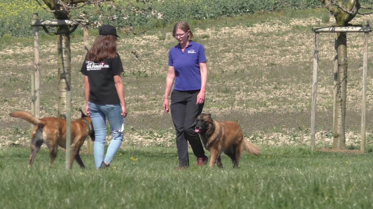 Der Spaziergang mit dem Hund