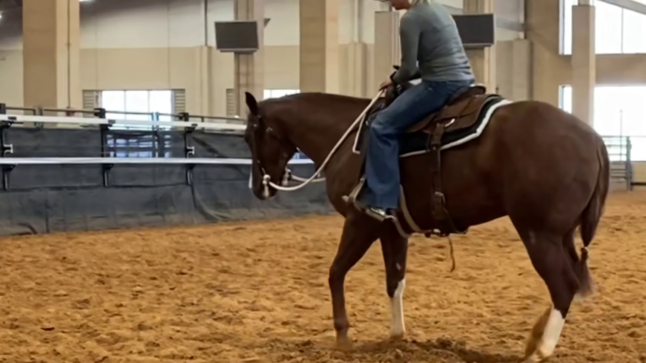 6 yo Starlights Wrangler
