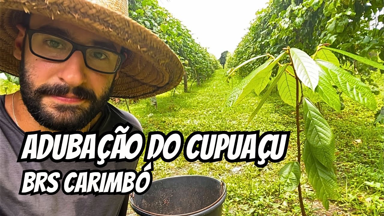 Como adubar o cupuaçu? (BRS Carimbó Embrapa)