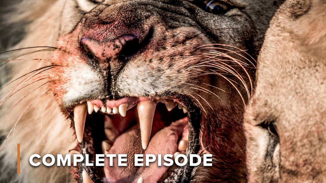 Hunt or Be Hunted: Africa’s Scavengers & Apex Predators | Wildlife Icons 201+202