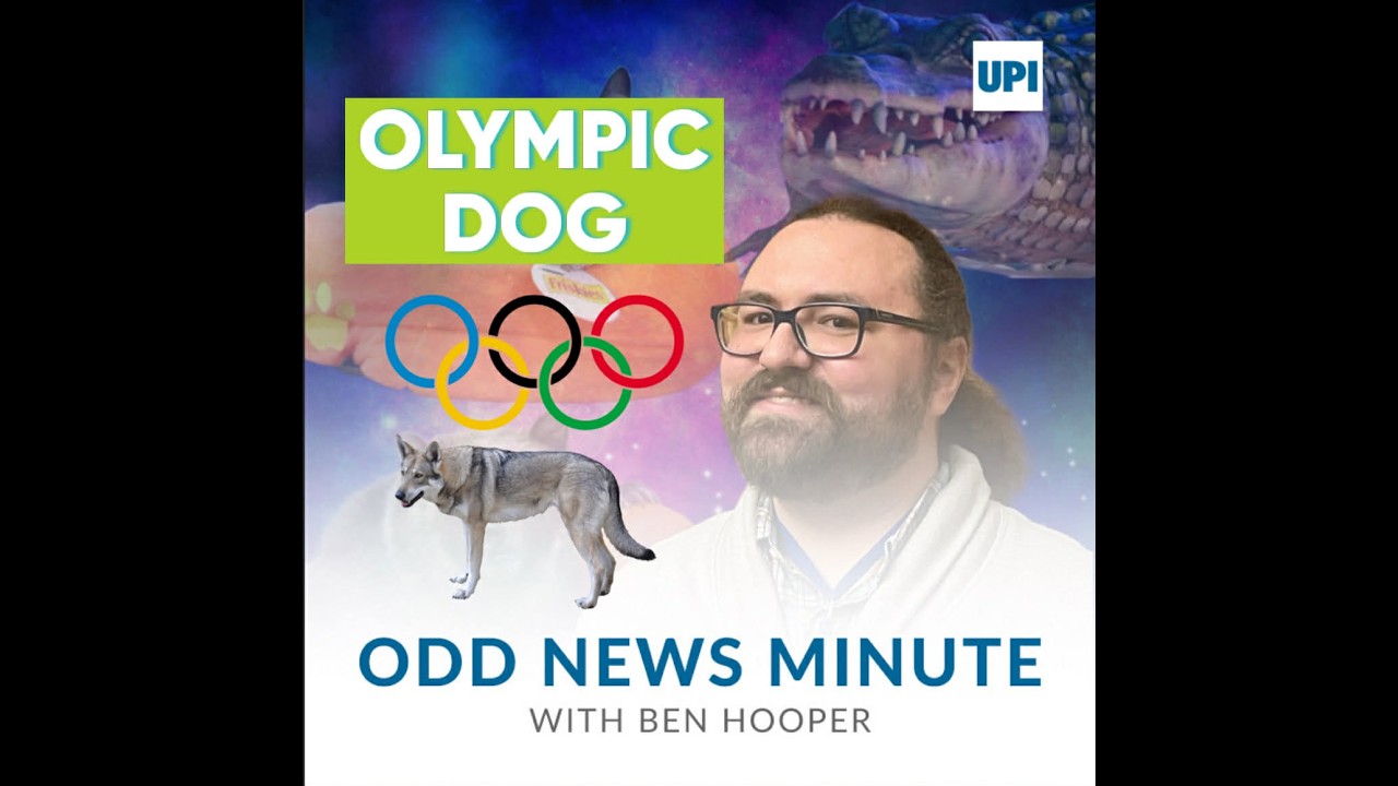 Dog crashes the Olympics, pig breaks into house
