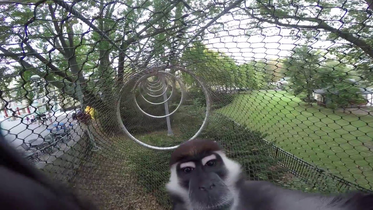 Storm, Philadelphia Zoo's red-capped mangabey, Explores Treetop Trail