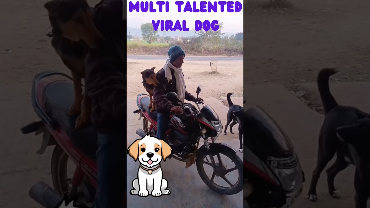 multi talented viral dog #viral #doglovers #anilvlog #shorts