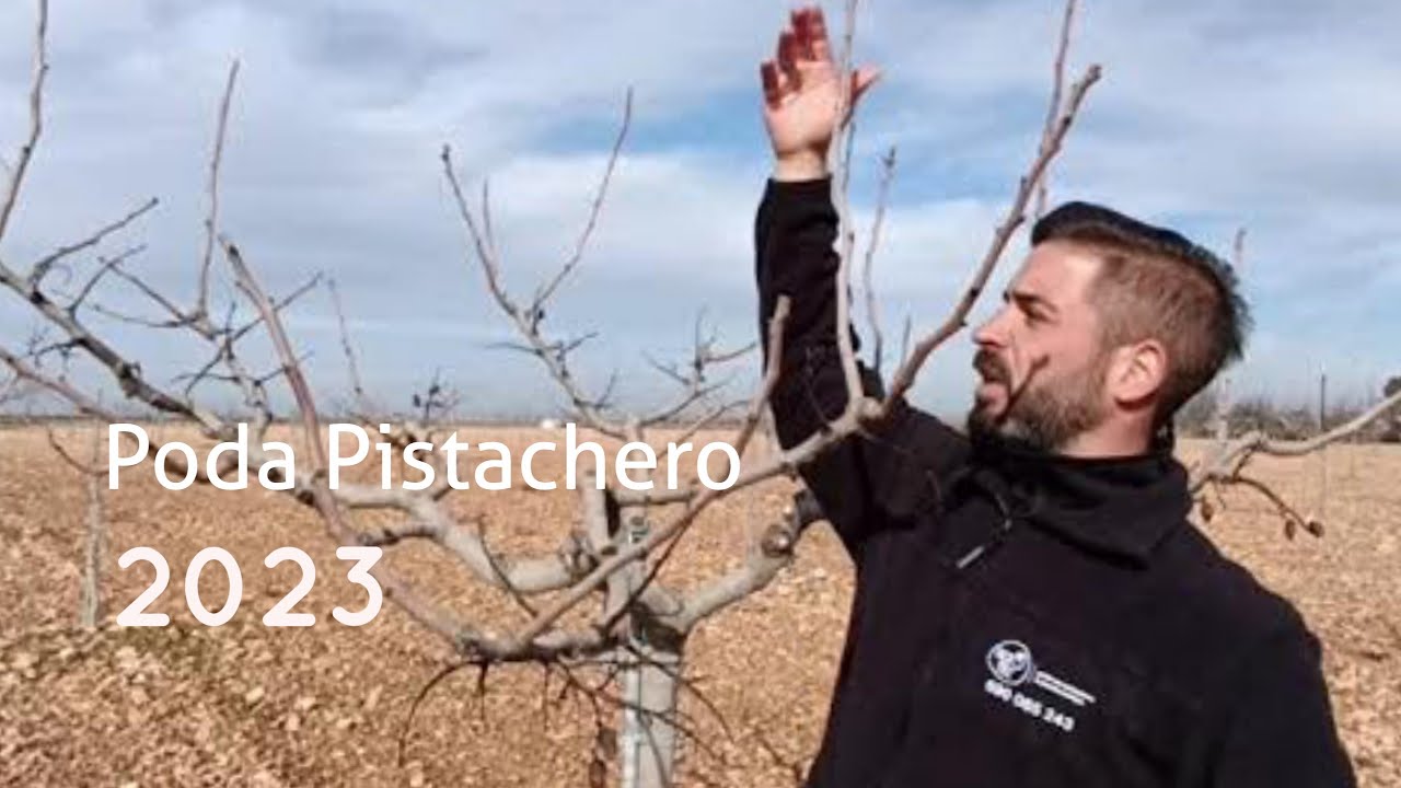 Cómo PODAR un árbol del PISTACHO // Seguimiento de poda ÁRBOL PISTACHERO 2023