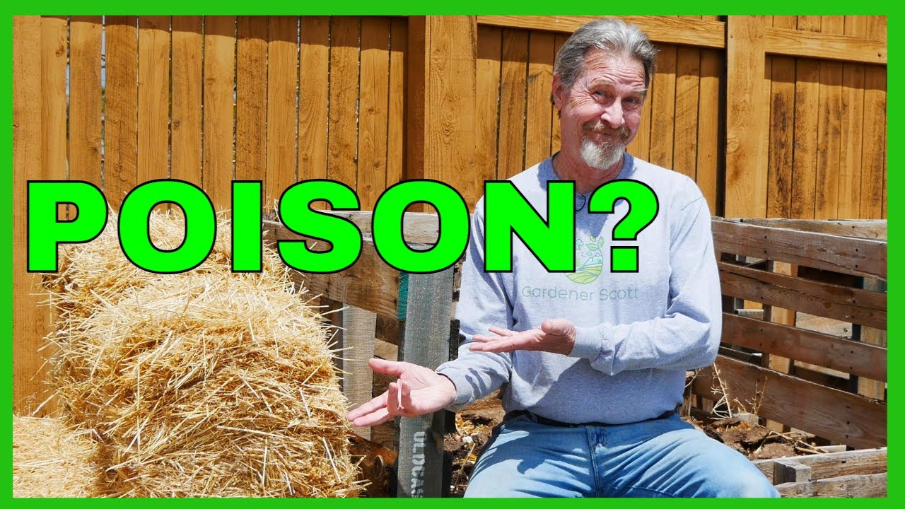 Should You Be Concerned By Garden Herbicide Contamination? (Aminopyralids)