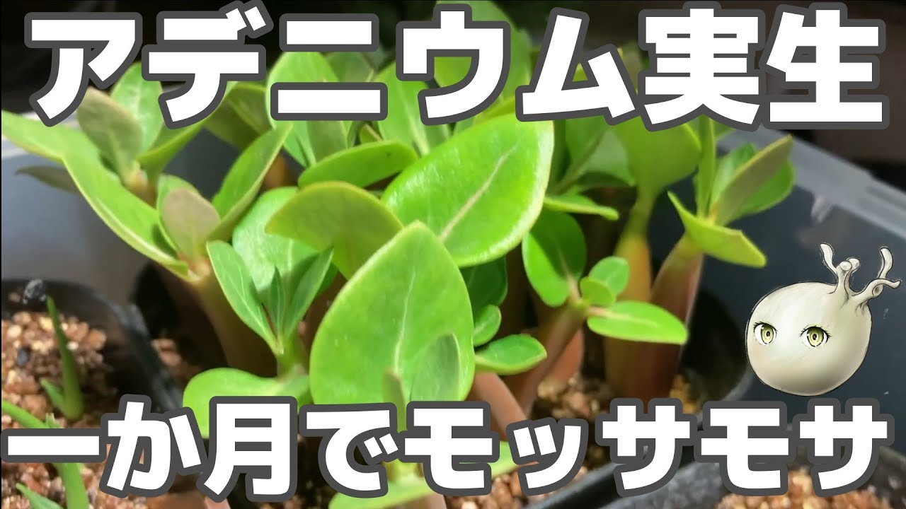 【アデニウム】実生1か月で驚きの成長！【アラビカムブラックジャイアント】