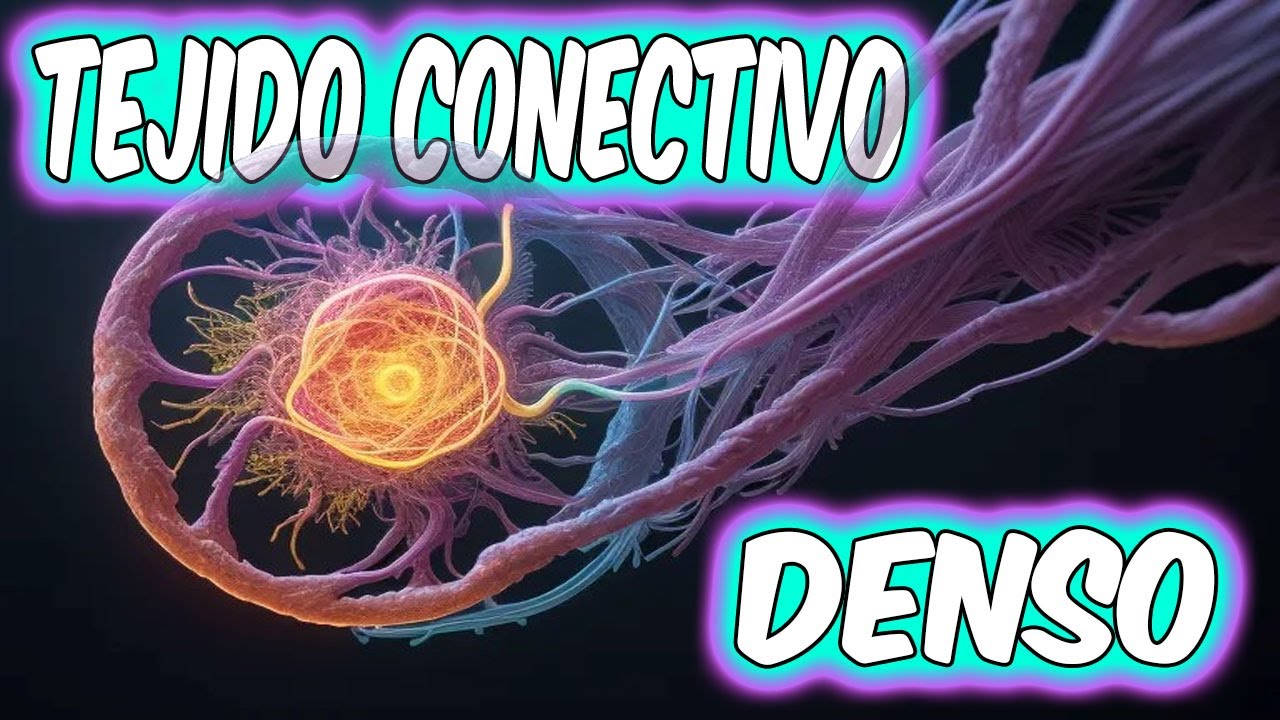 LA MEJOR EXPLICACI&Oacute;N DE TEJIDO CONECTIVO DENSO QUE VAS A ENCONTRAR...
