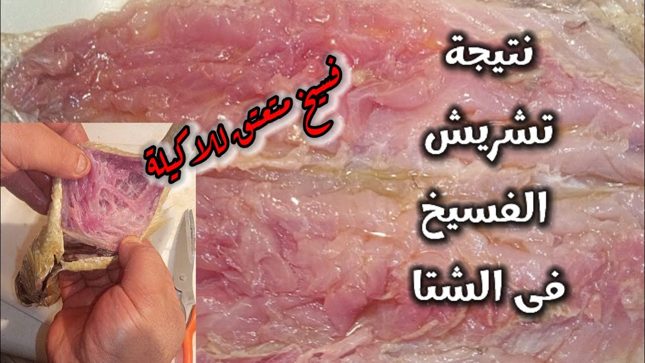 نتيجة تشريش الفسيخ فى الشتا ومدة التشريش ❗فسيخ متعتق للاكيلة وبس
