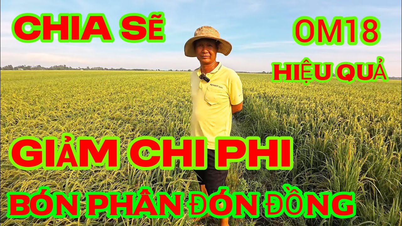 Chia sẻ c&aacute;ch đi ph&acirc;n tiết kiệm chi ph&iacute; cho vụ H&egrave; Thu  l&uacute;a OM 18