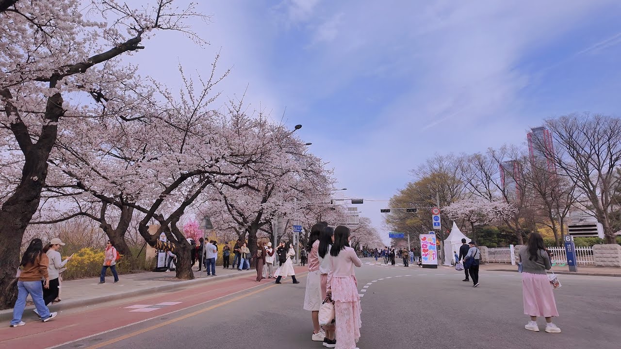 [4K] 🌸🌸여의도 벚꽃 축제 여의서로 산책  Korea Seoul cherry blossom festival walk