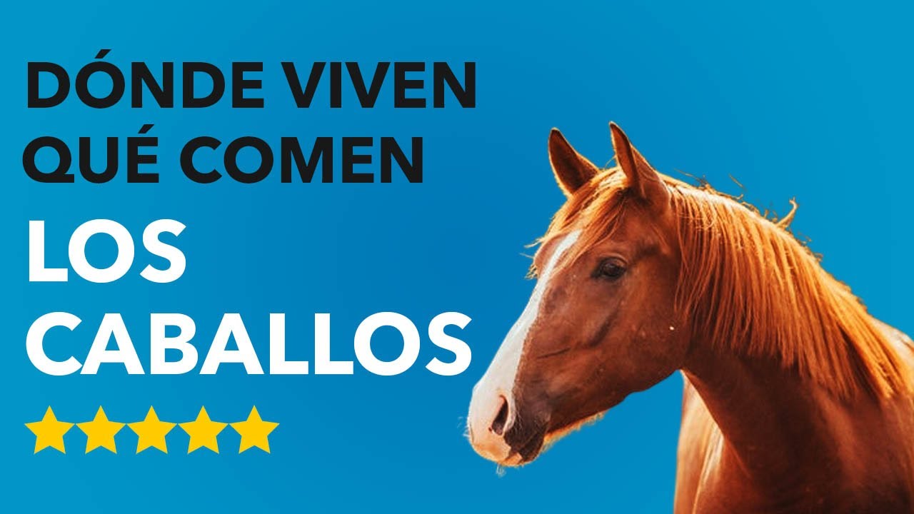 Dónde VIVEN LOS CABALLOS y QUÉ COMEN 🐴🤔 ¡Descúbrelo!