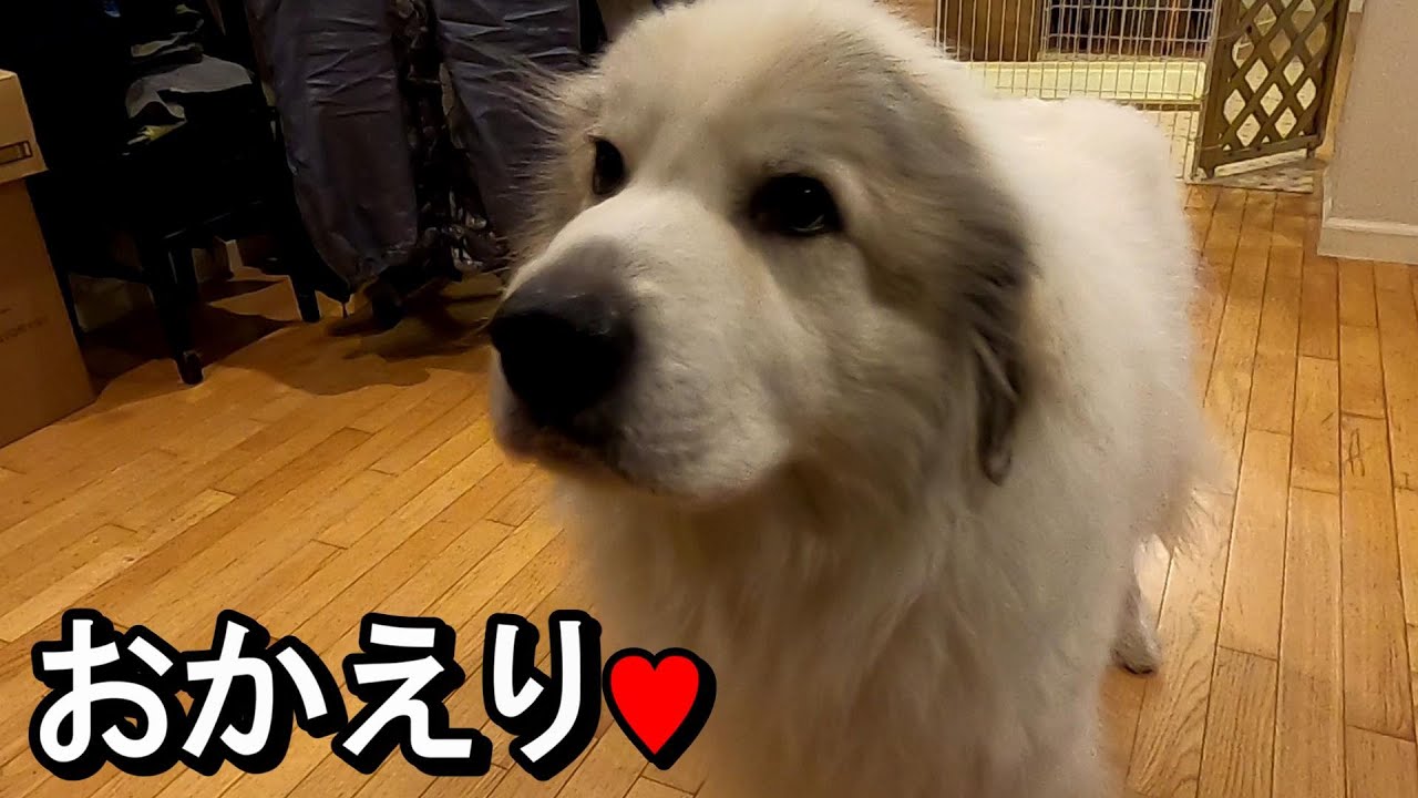 【GPラム】仕事が忙しくなったらお嬢様が優しくなった【気がした】