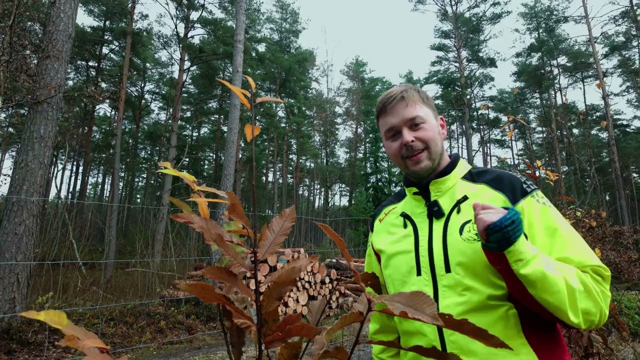 Waldumbau Kiefer & Fichte - Zukunftswald der Walbauernvereinigung Dinkelsbühl e.V.