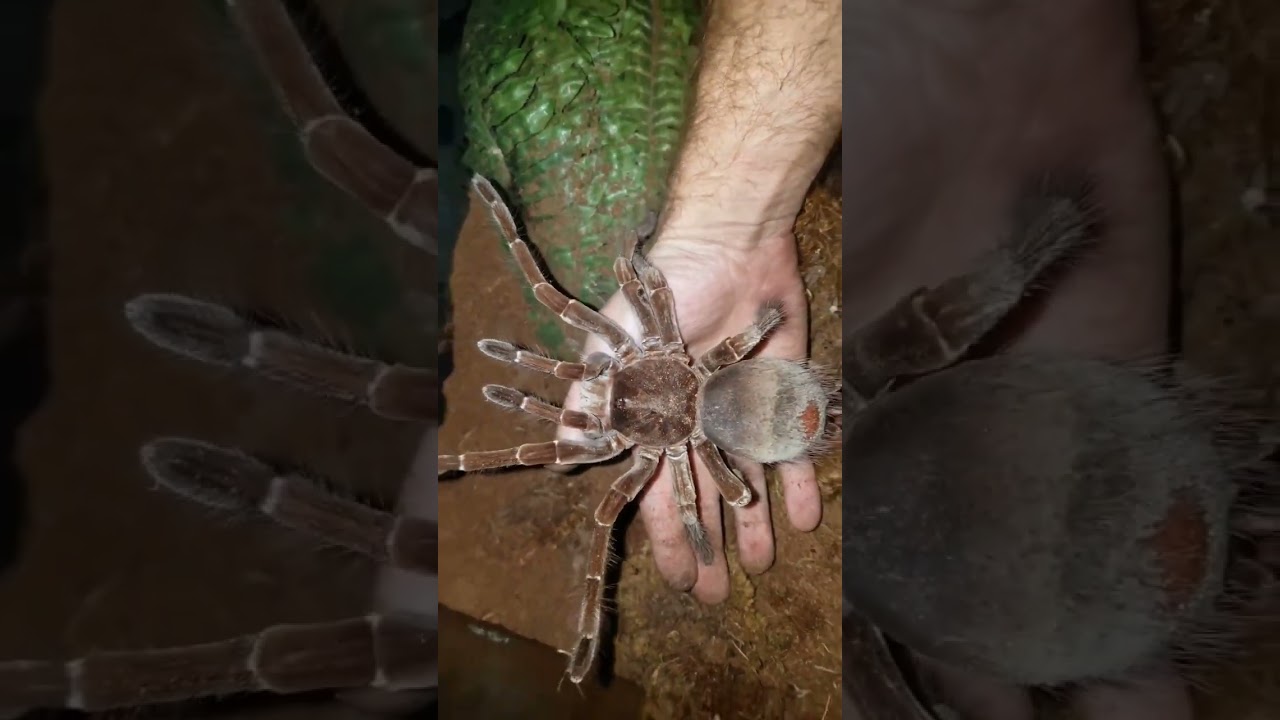 Burgundy Goliath Tarantula