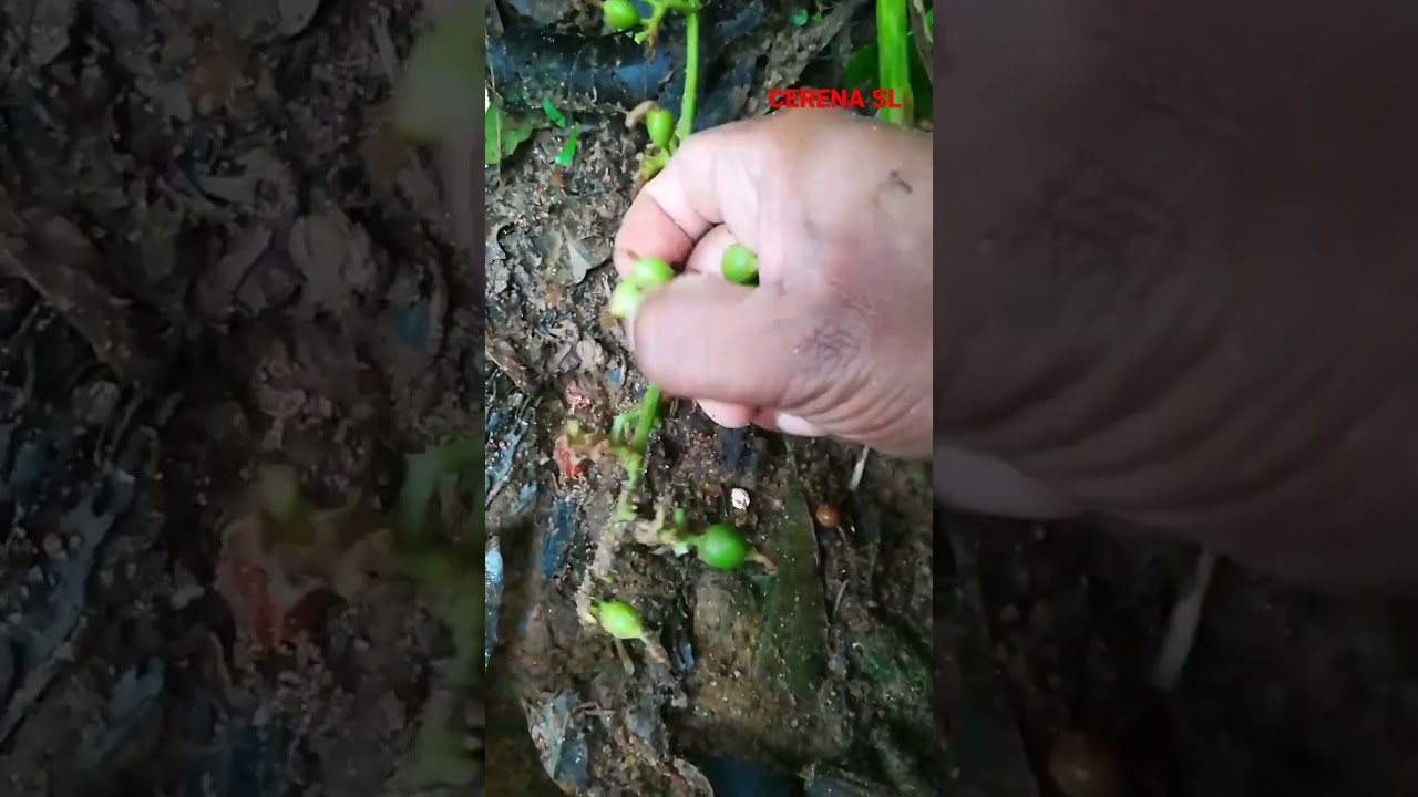 #cardamon #harvesting #shorts #cerena sl