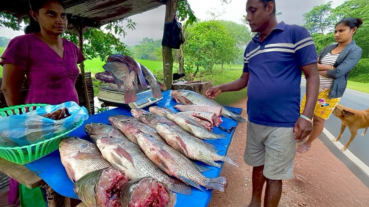 Wow! Inside Sri Lanka's Secret Massive River Market Where Freshwater Rural Fish Trade Begins!
