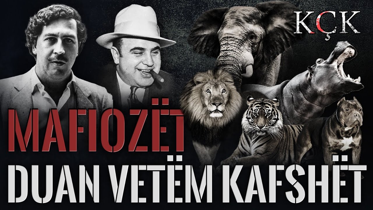 KÇK- Mafiozët duan vetëm kafshët
