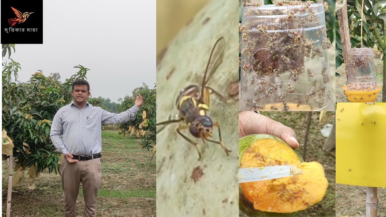 🥭🥭🥭আমে মাছি পোকার আক্রমণ বেড়ে যাওয়ার কারণ/reasons of mango fruit fly🥭🥭🥭