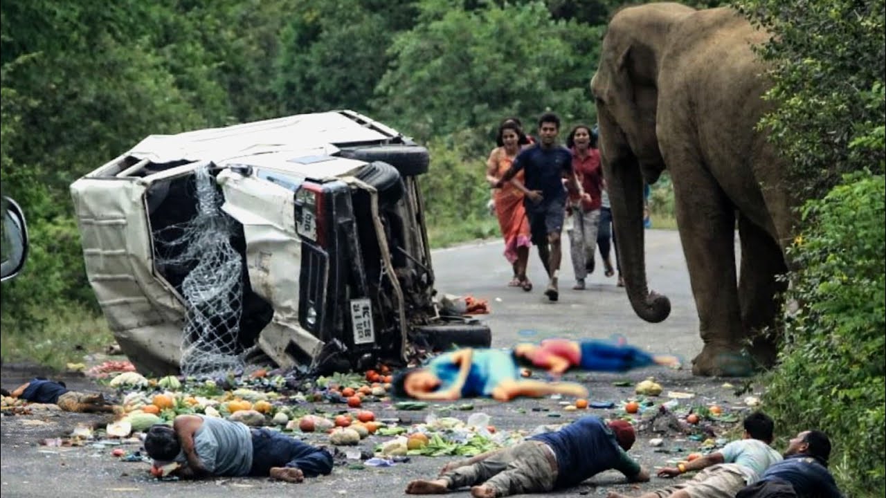 👉 Wild Elephant Attacks Van on Road – Shocking Moment🐘💥#elephant 