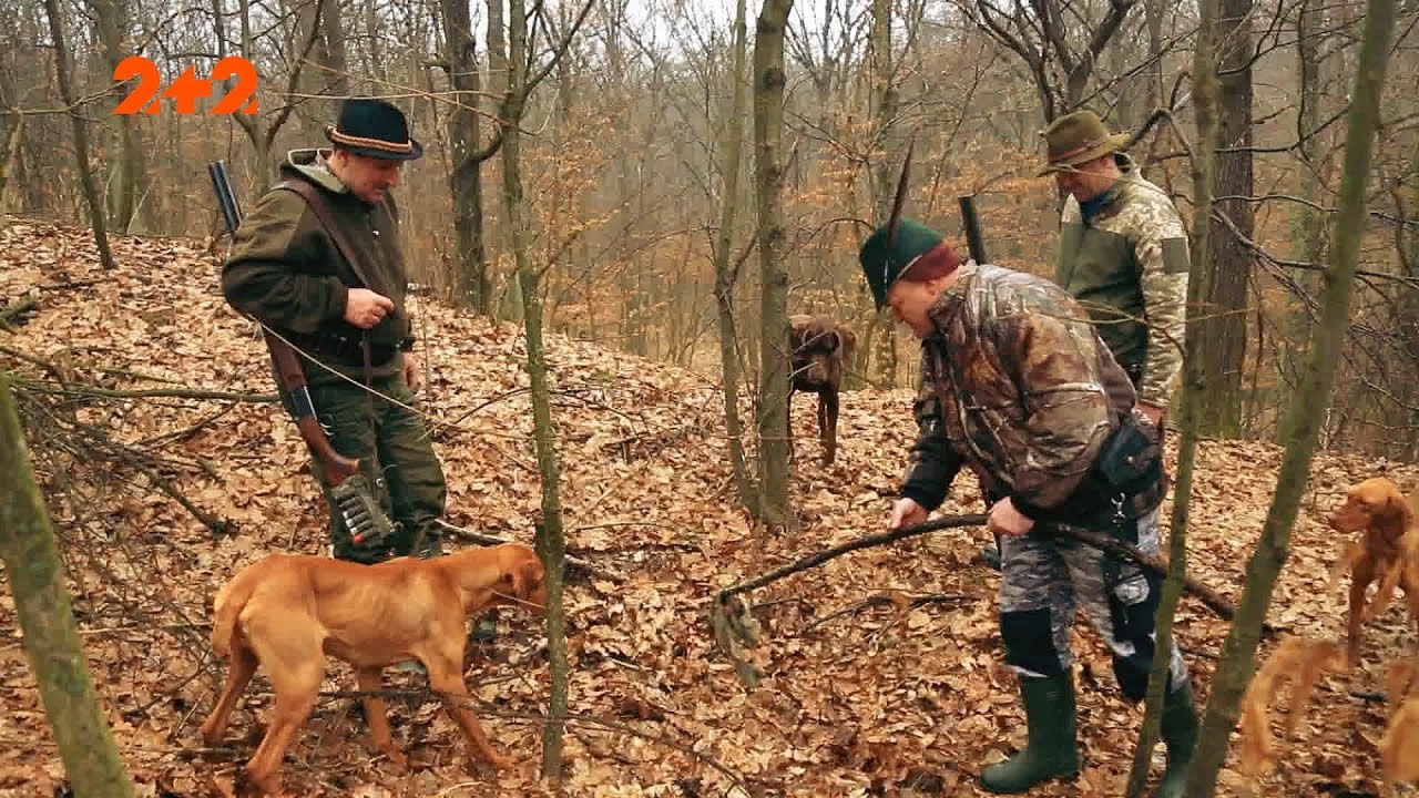 Кто терроризирует украинские Карпаты?