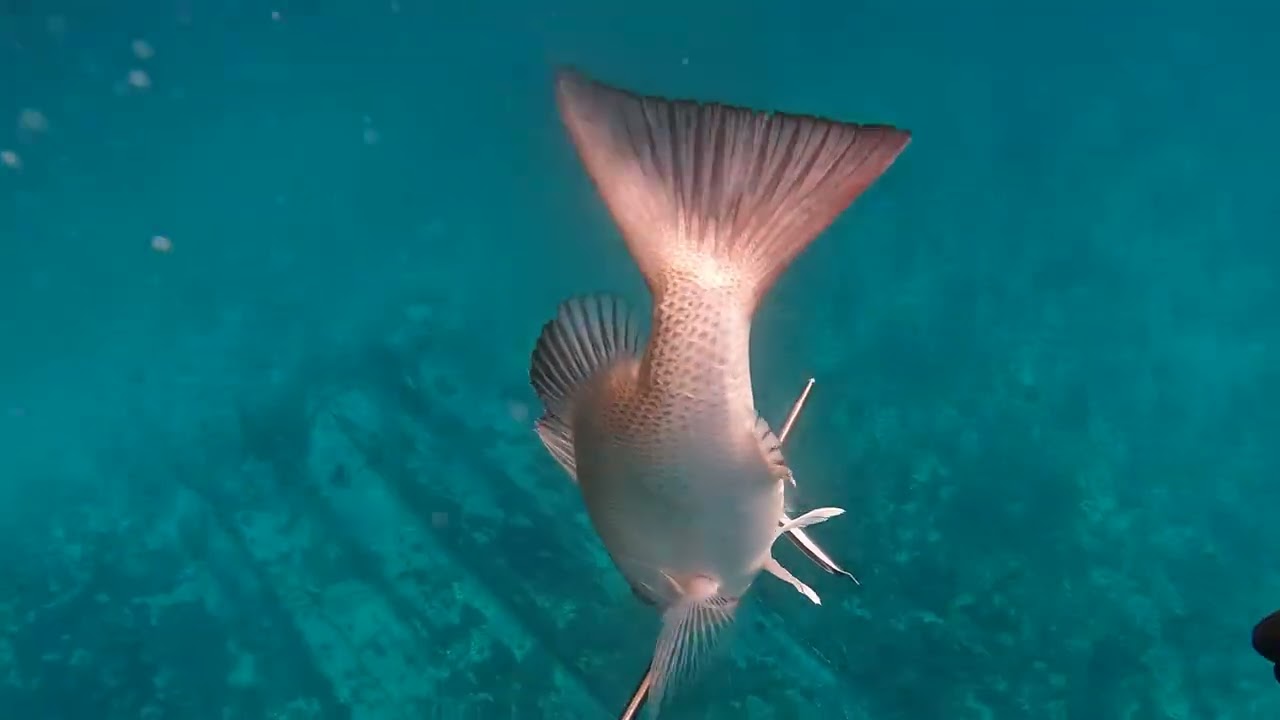 Controlling The Bahamian Mang Population | 4K dive footage |