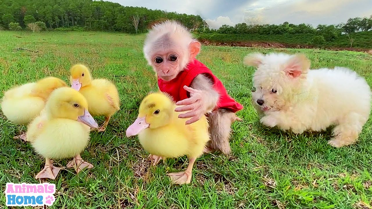 Baby monkey protects and takes care of ducks