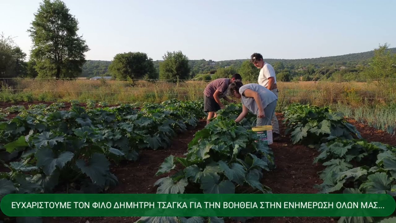 &Tau;&Alpha; &Xi;&Eta;&Rho;&Iota;&Kappa;&Alpha; &Kappa;&Eta;&Pi;&Epsilon;&Upsilon;&Tau;&Iota;&Kappa;&Alpha; &Tau;&Omicron;&Upsilon; &Delta;&Eta;&Mu;&Eta;&Tau;&Rho;&Eta; &Tau;&Sigma;&Alpha;&Gamma;&Kappa;&Alpha; &Pi;&Alpha;&Rho;&Alpha;&Delta;&Omicron;&Sigma;&Iota;&Alpha;&Kappa;&Omega;&Nu; &Sigma;&Pi;&Omicron;&Rho;&Omega;&Nu; &Mu;&Epsilon; &Alpha;&Tau;&Tau;&Alpha;&Pi;&Omicron;&Upsilon;&Lambda;&Gamma;&Iota;&Tau;&Eta; SUPERORGAN  GLOMERON SOIL