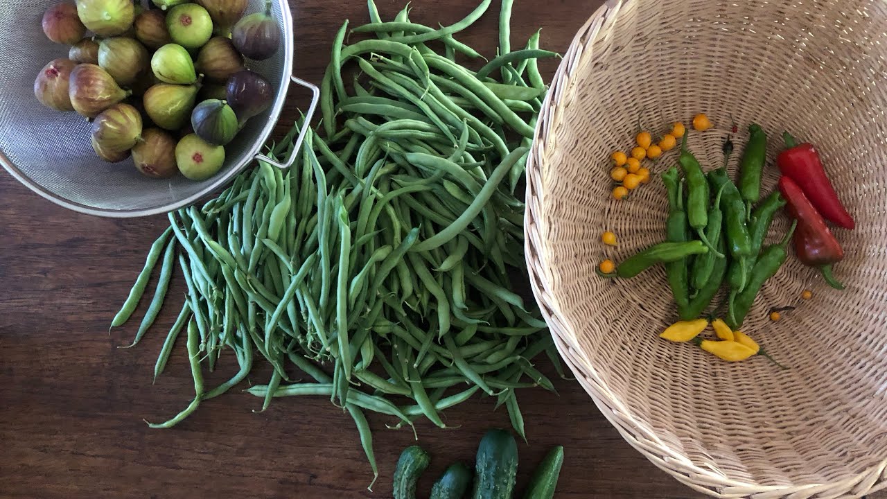 September Garden Walk at Maypop Homestead