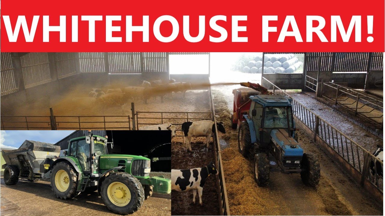 WHITEHOUSE FARM | Keeping the cows happy!