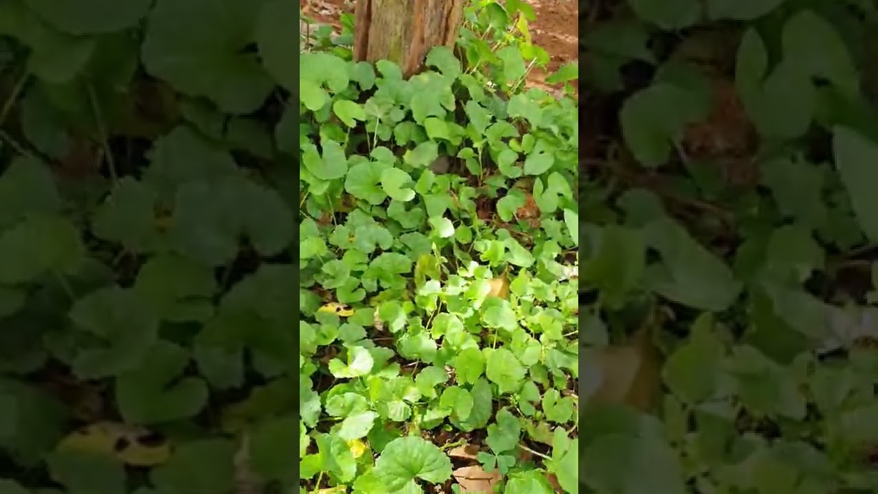 Indian pennywort plant - this vegetable is very good for health 37