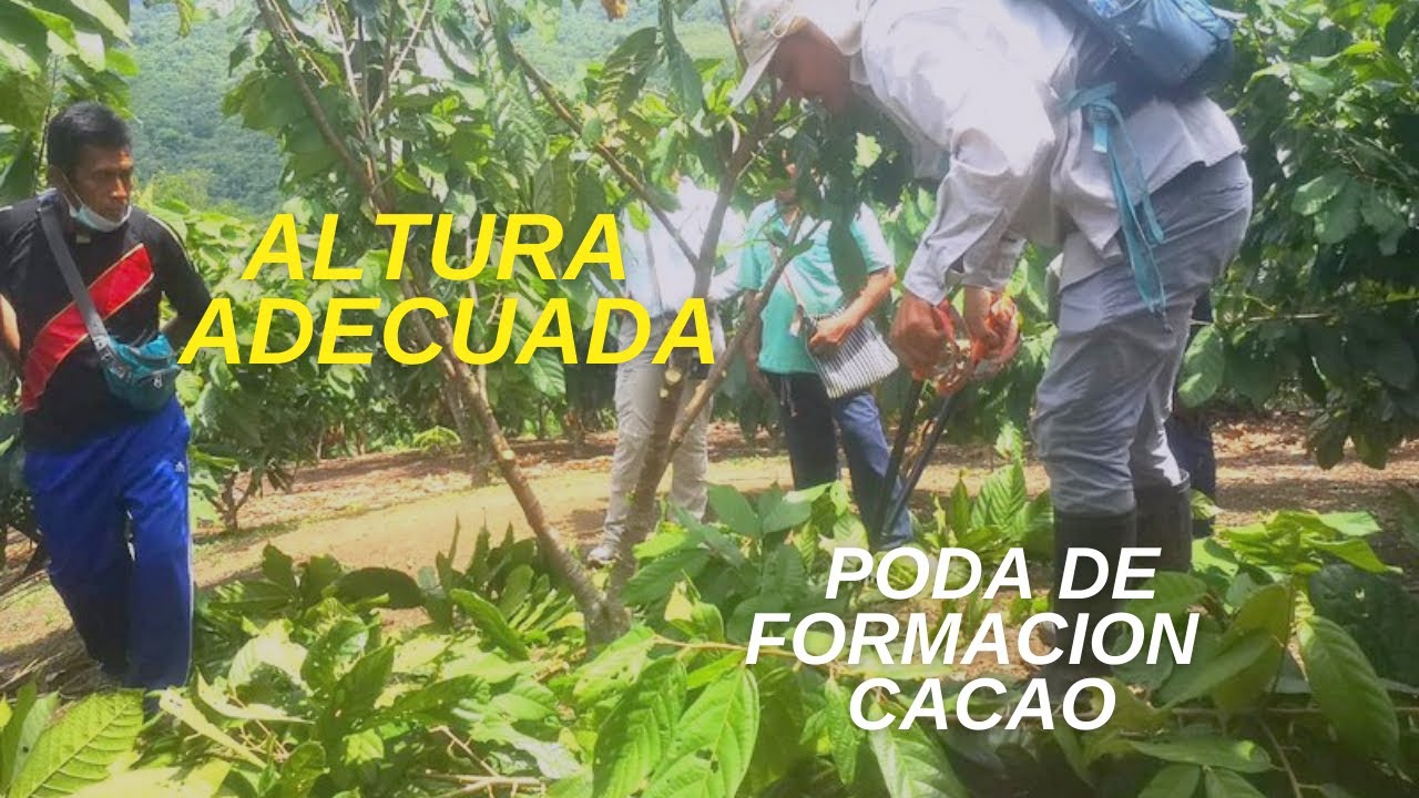 ALTURA ADECUADA PARA REALIZAR UNA PODA DE FORMACION EN UNA PLANTA DE CACAO DE 4 AÑOS.