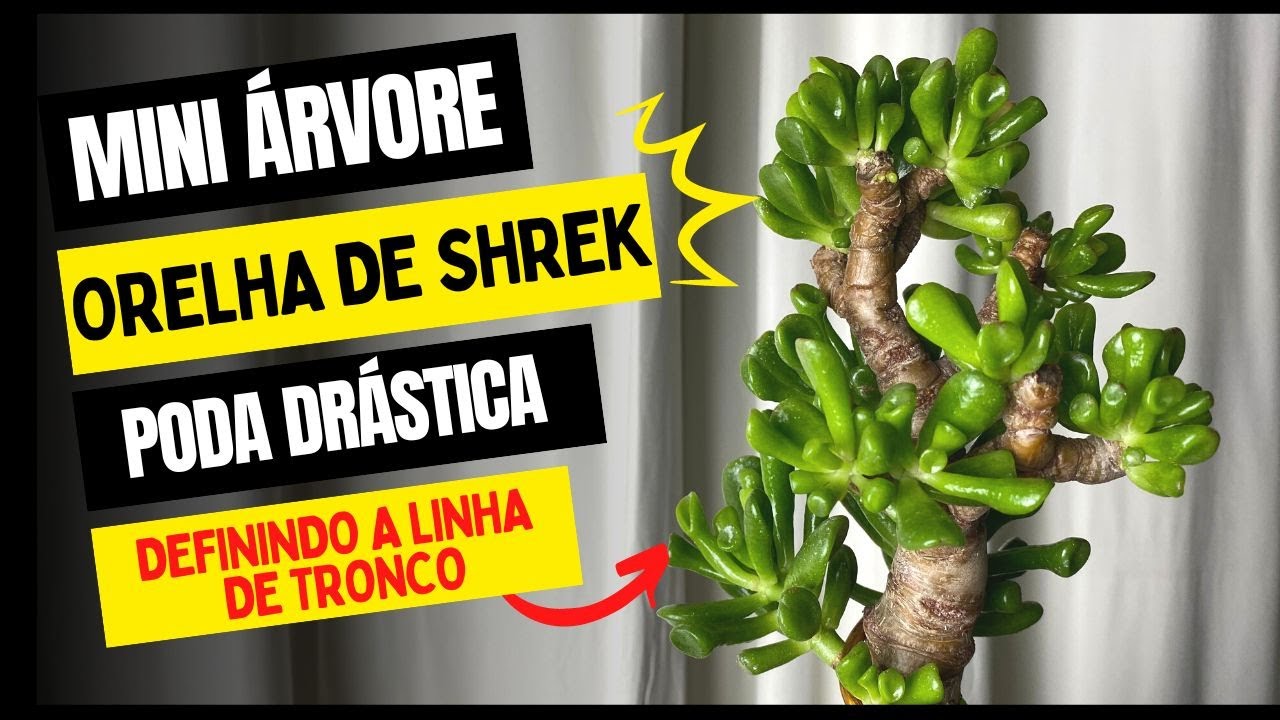 Como fazer uma mini árvore com a suculenta orelha de shrek - Crassula Ovata Gollum