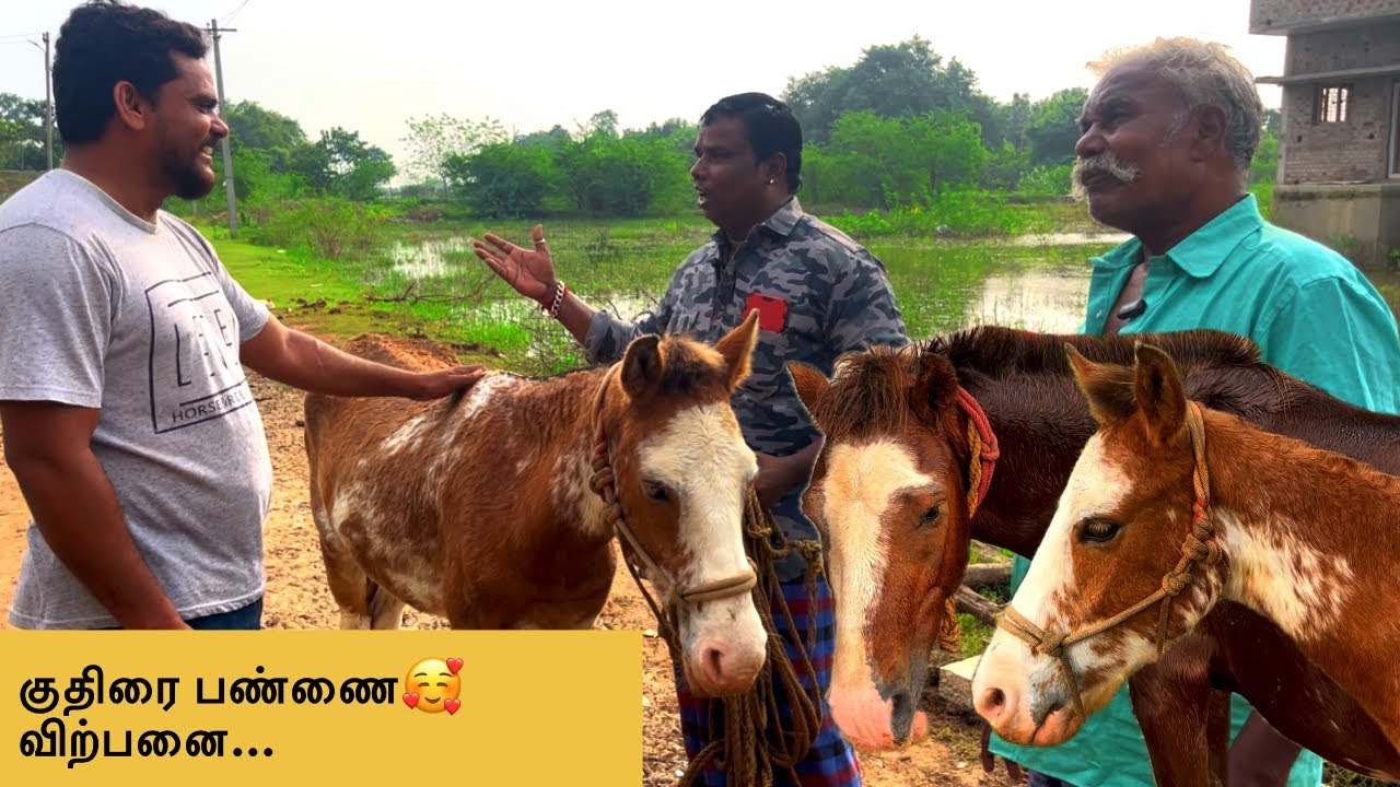 Kuthirai valarpu in tamil / Kuthirai valarpu murai / Nattu Kuthirai valarpu in tamil