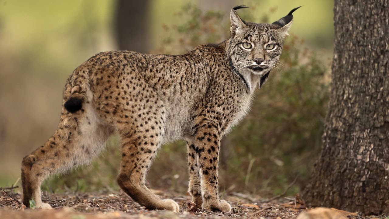 10 Wild Animals in Spain