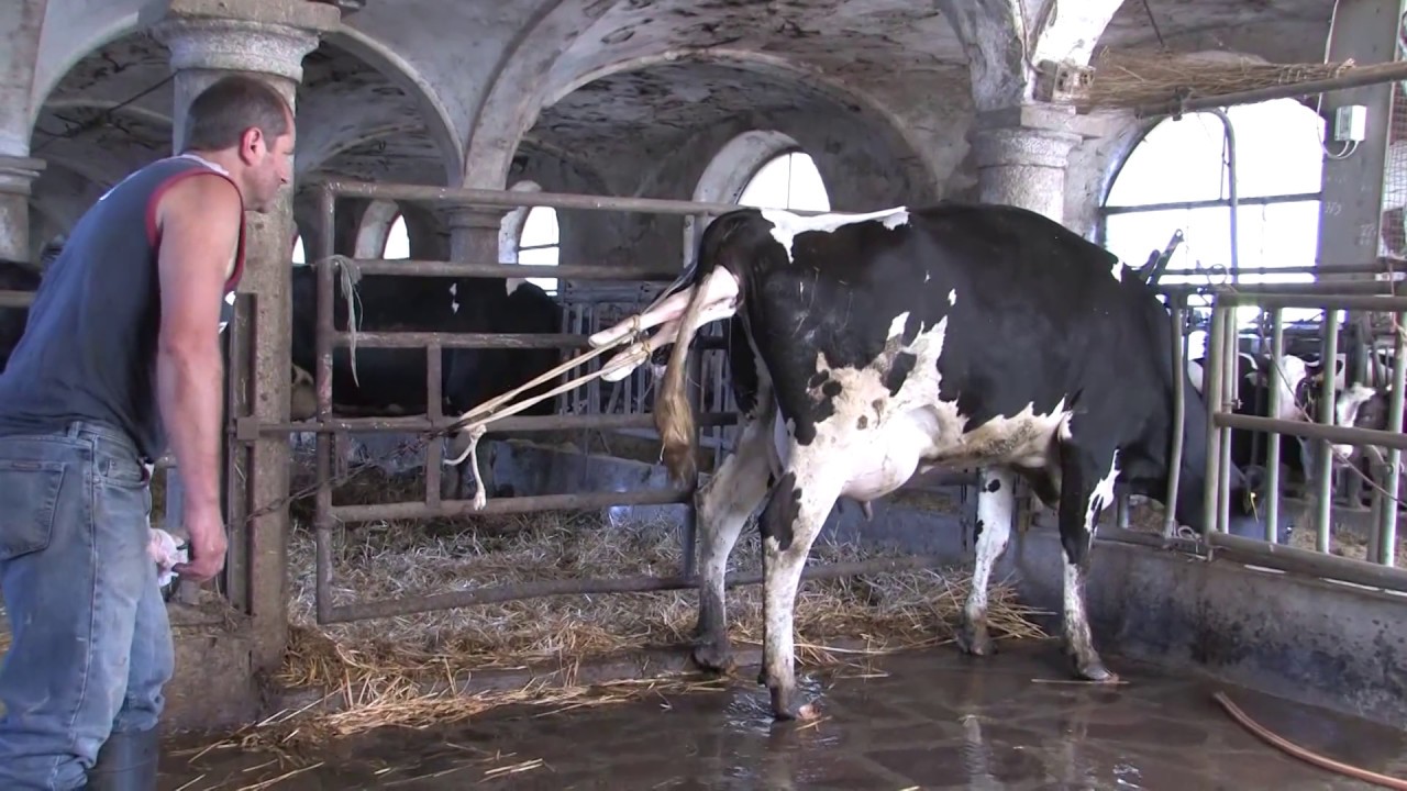 L'AGRICOLTURA CREMASCA [Do spane da taré]