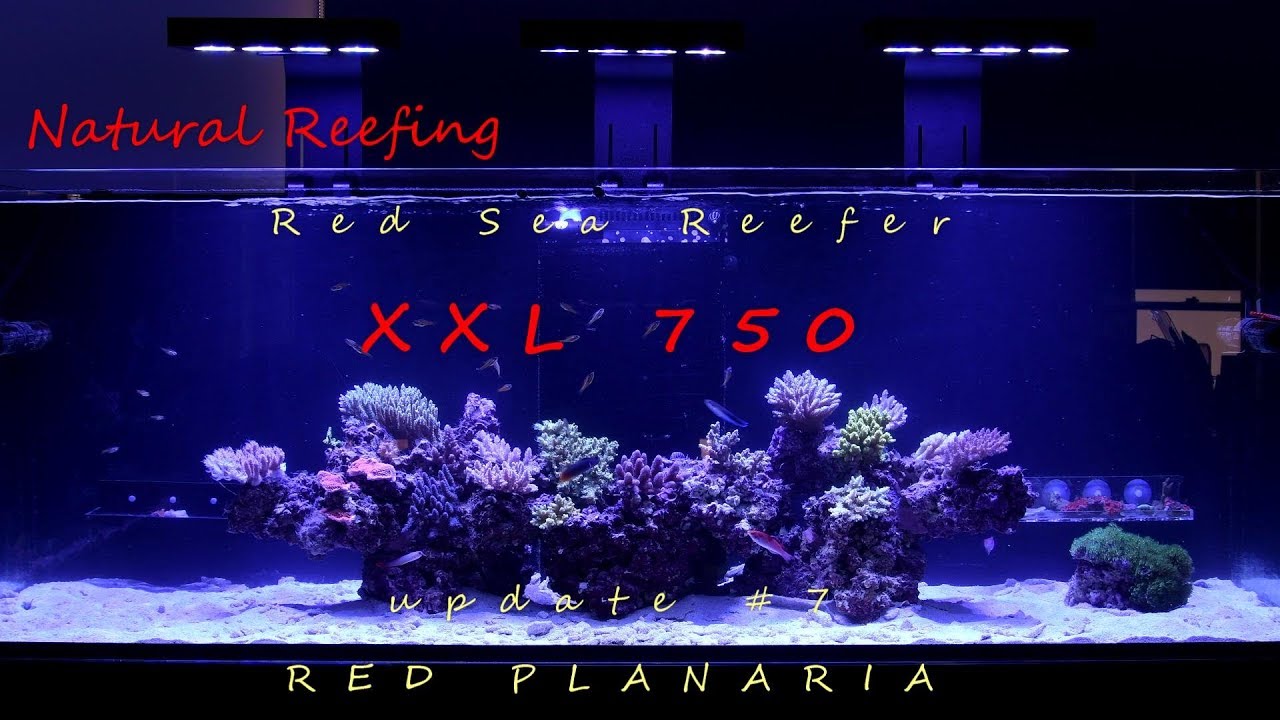 Red Sea Reefer XXL 750 Update #7 Red Planaria