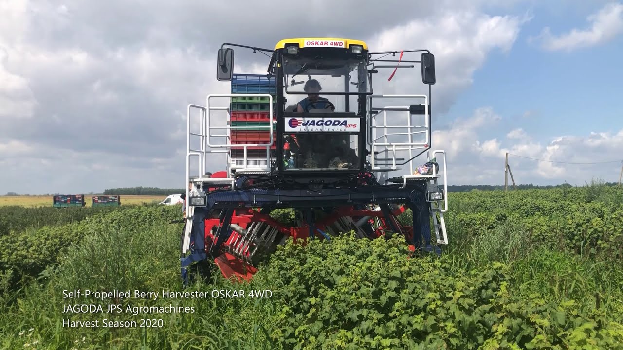 Zbi&oacute;r Czarnej Porzeczki/ blackcurrant Harvester OSKAR 4WD / Johannisbeerenernte 2020/