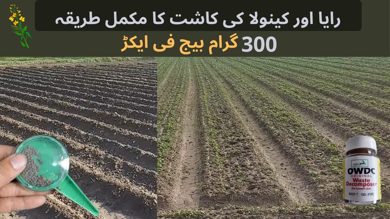 Raya Ki Kasht in Pakistan | Mustard Cultivation | Canola Ki Kasht | Manual Seed Planter
