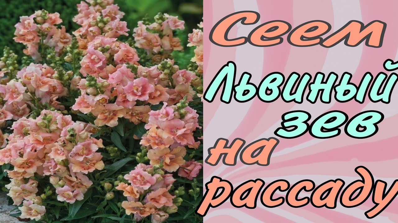 Посев львиного зева на рассаду.