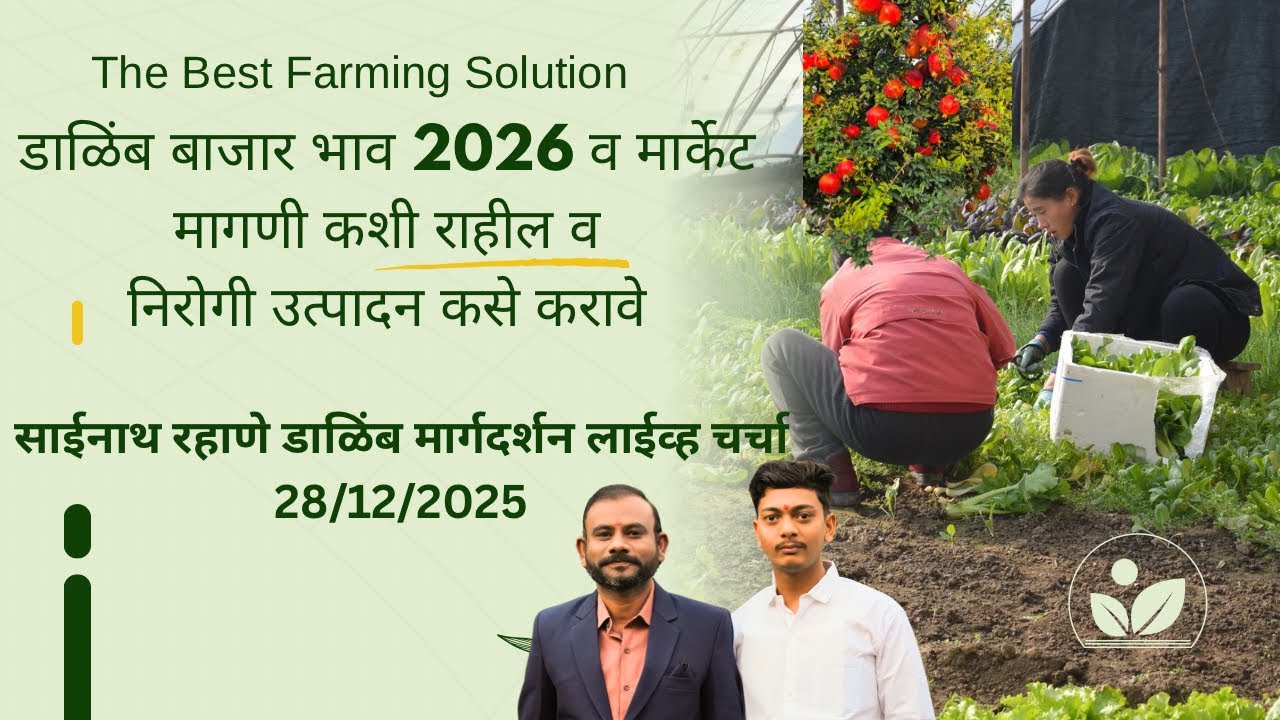 डाळिंब बाग बाजार भाव 2026 मागणी व उत्पादन कसे असेल साईनाथ रहाणे लाईव्ह चर्चा 28/12/2025