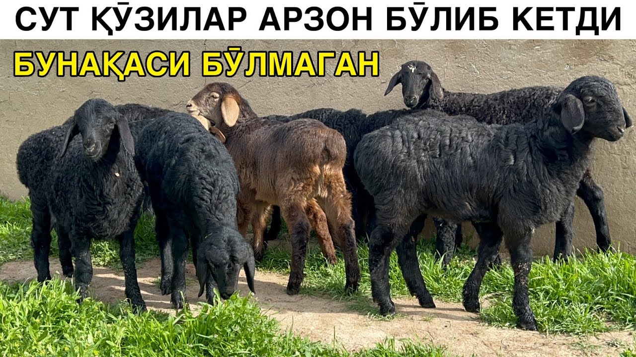 АРЗОН СУТ ҚӮЗИЛАР. ☎️+998507977931