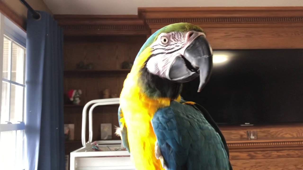 Charley the macaw has a lot to say. She says hi, hello, come here, wow.