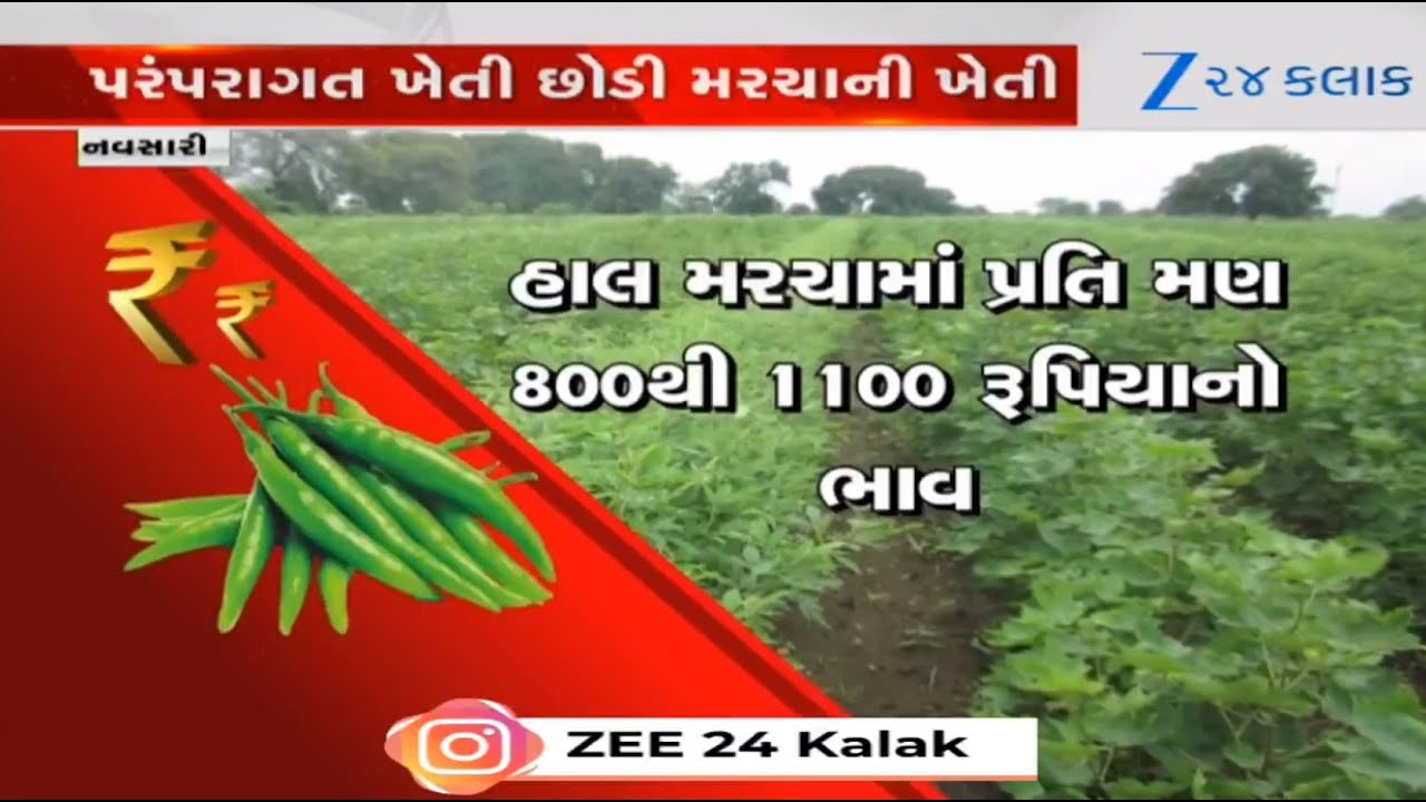 Farmers in South Gujarat inching closer towards 'economic viability' by cultivation of chilies