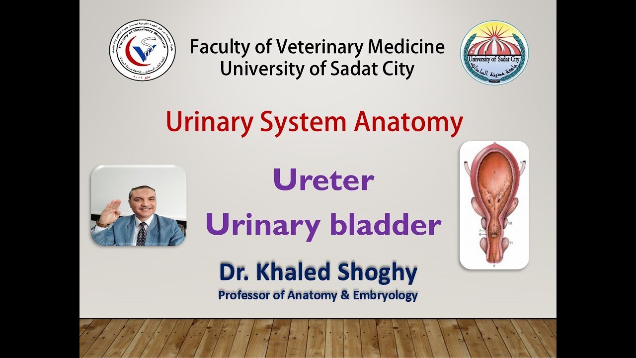 Urinary system 2 (ureter & urinary bladder) by Dr  Khaled Shoghy